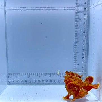 Red Wartskin Anglerfish