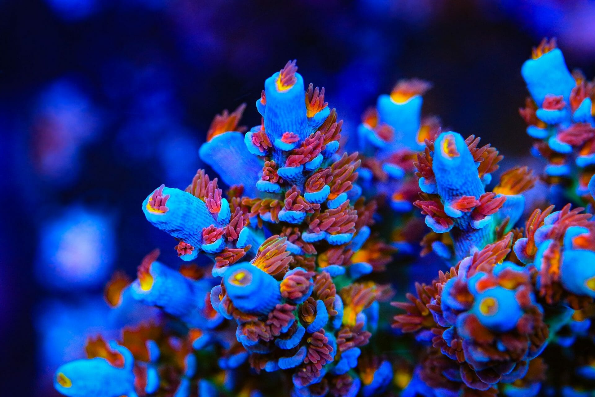 Reef Raft USA Angry Birds Acropora Coral – Top Shelf Aquatics