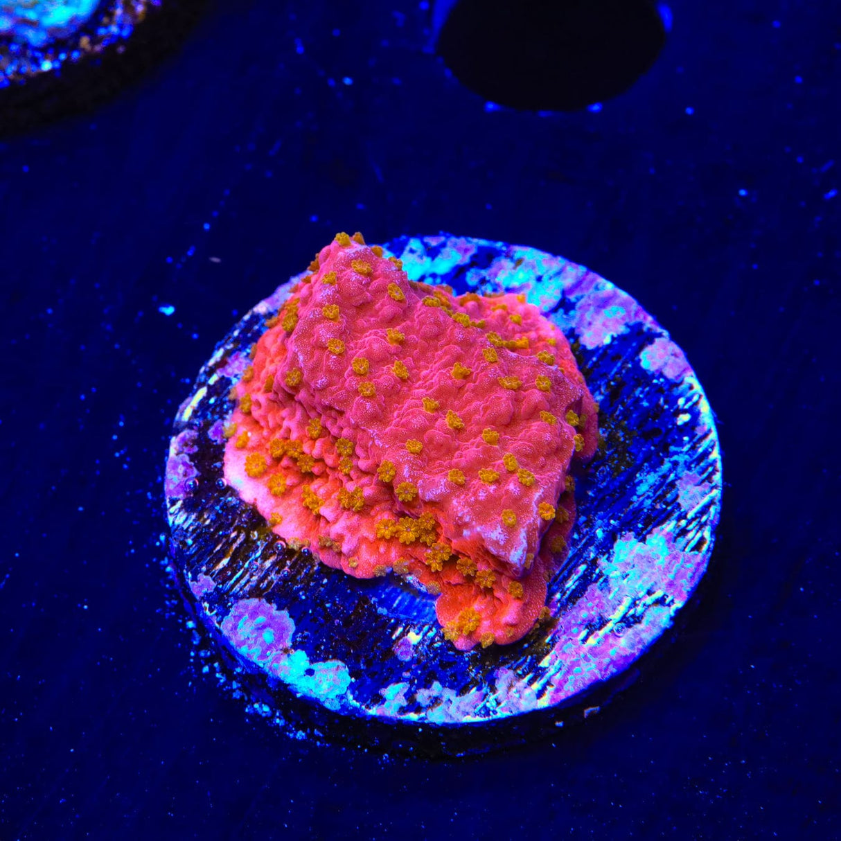 Reeftech Starburst Montipora Cap Coral