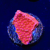 Reeftech Starburst Montipora Cap Coral