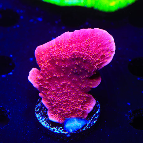 Reeftech Starburst Montipora Cap Coral