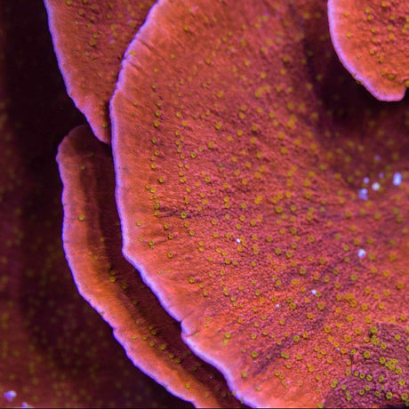 Reeftech Starburst Montipora Coral