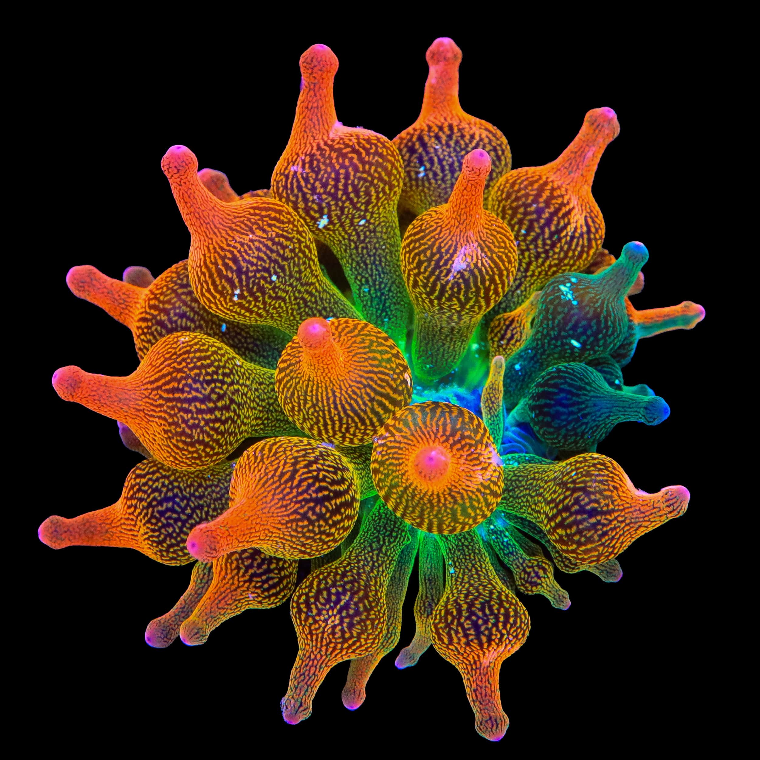 Reverse Nexus Bubbletip Anemone - 1/4 Green