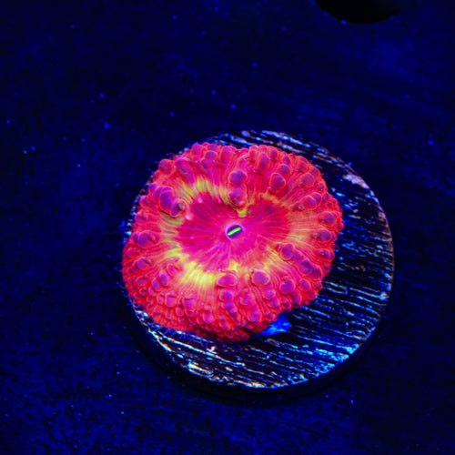 Ring of Fire Blastomussa Coral