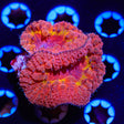 Ring of Fire Blastomussa Coral