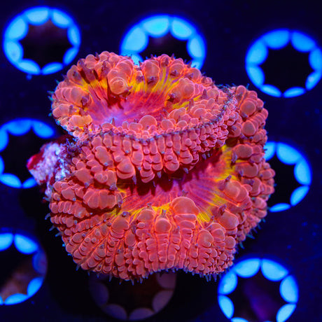 Ring of Fire Blastomussa Coral