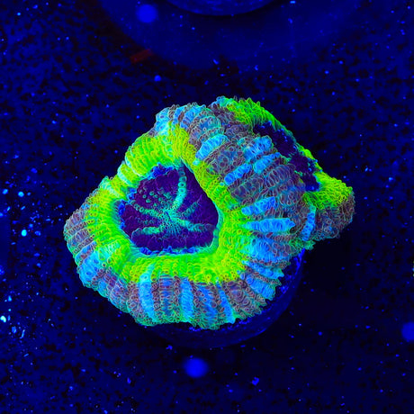Rings of Saturn Asian Acan Coral