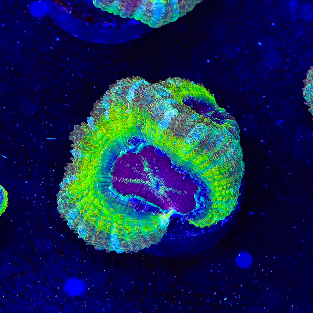 Rings of Saturn Asian Acan Coral