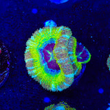 Rings of Saturn Asian Acan Coral
