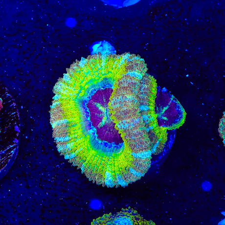 Rings of Saturn Asian Acan Coral