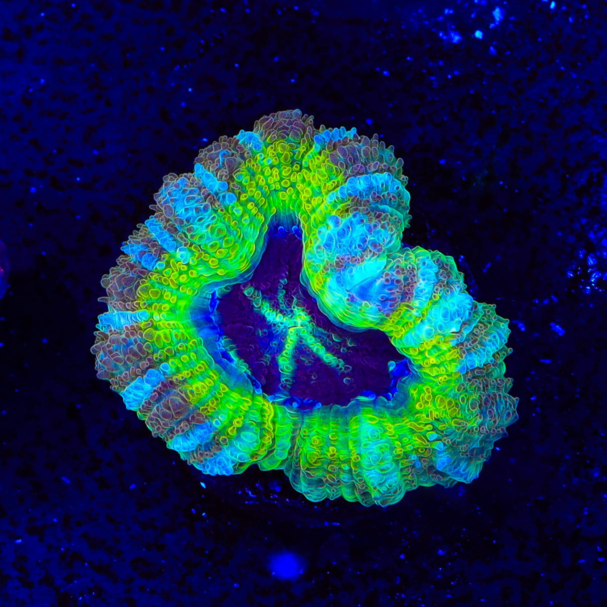 Rings of Saturn Asian Acan Coral