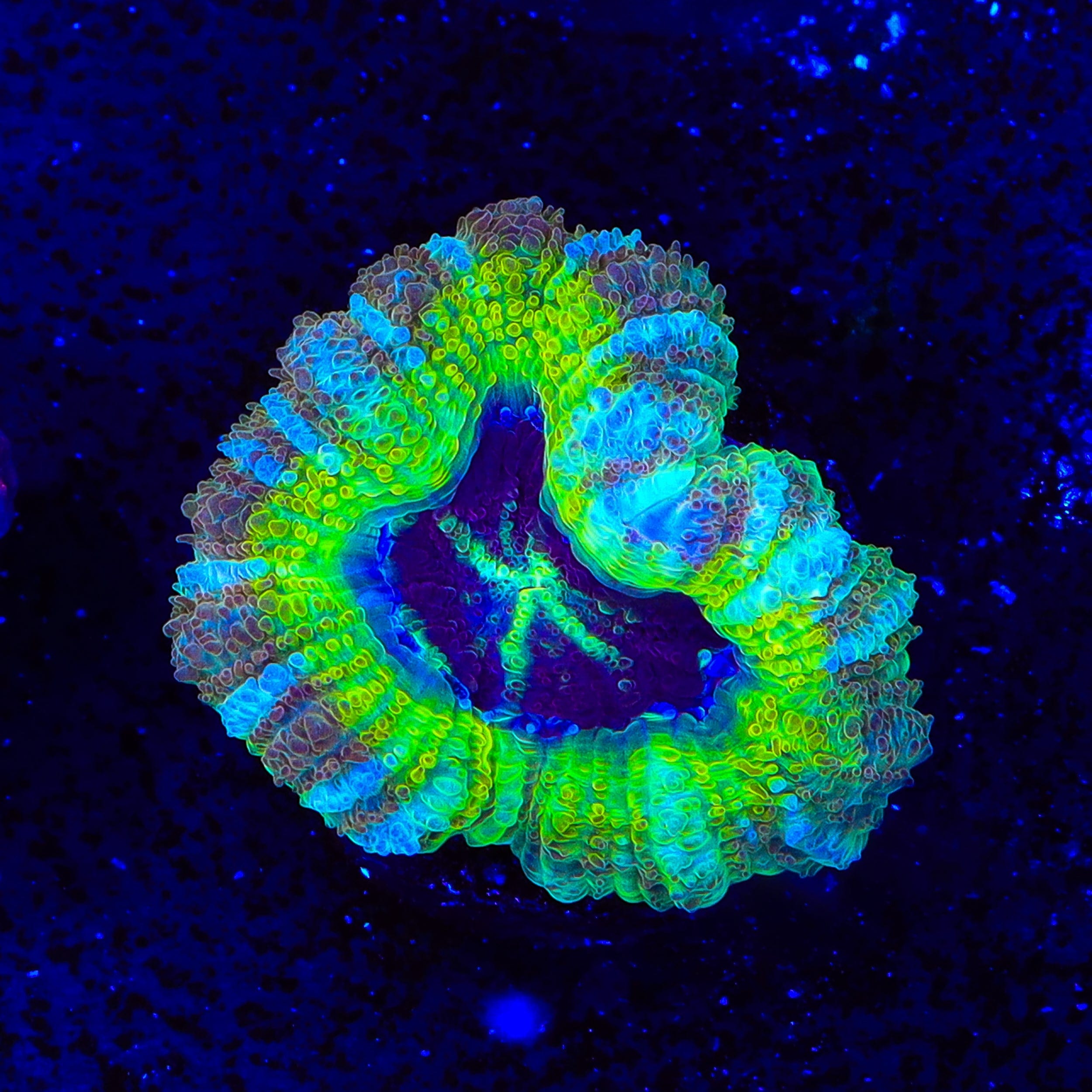 Rings of Saturn Asian Acan Coral