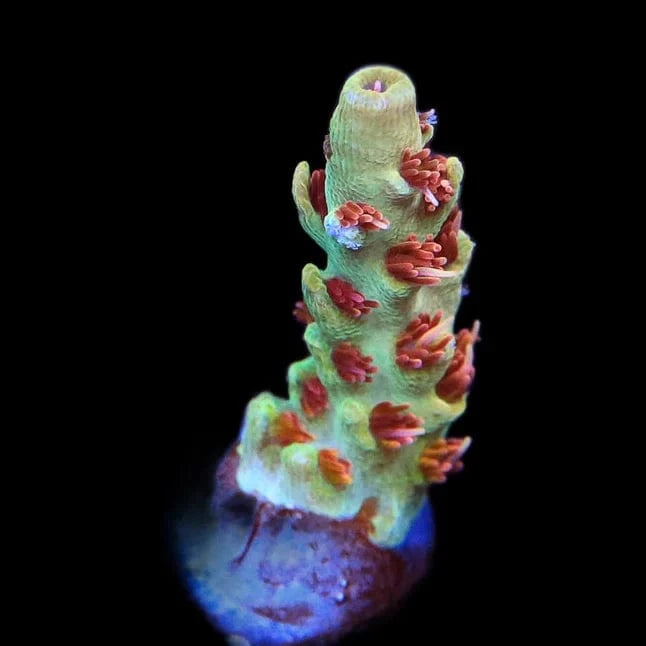 RMF Red Devil Acropora Coral