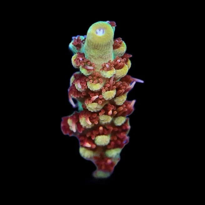 RMF Red Devil Acropora Coral