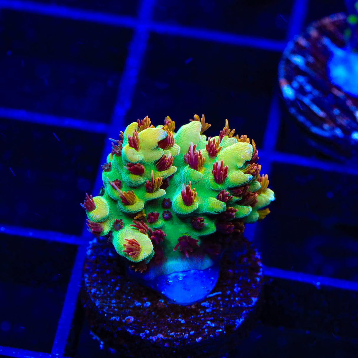 RMF Red Devil Acropora Coral
