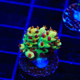 RMF Red Devil Acropora Coral
