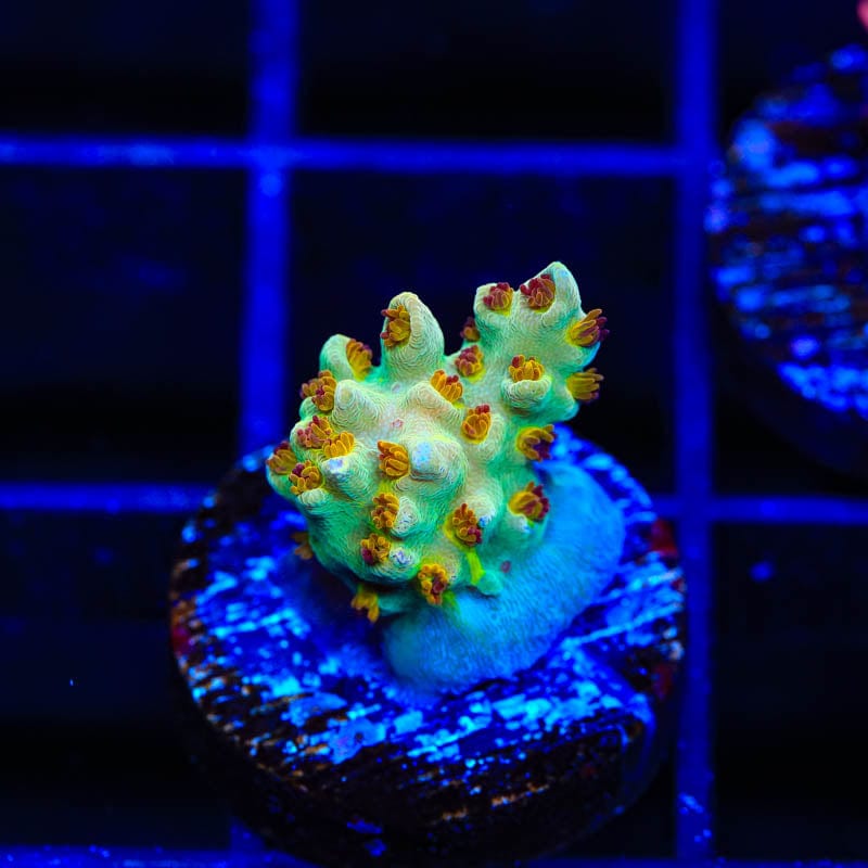 RMF Red Devil Acropora Coral