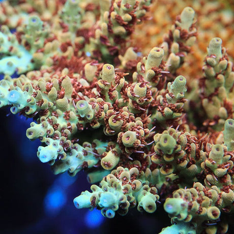 RMF Red Devil Acropora Coral
