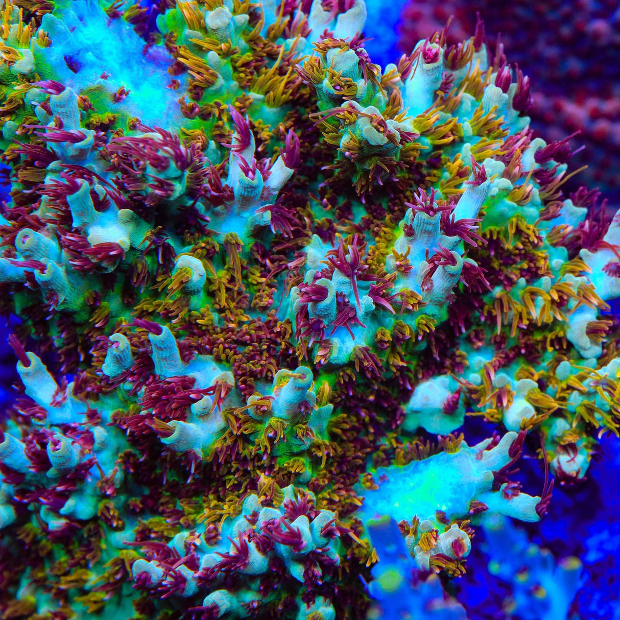 RMF Red Devil Acropora Coral