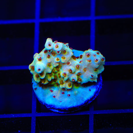 RMF Red Devil Acropora Coral