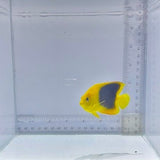 Rock Beauty Dwarf Angelfish (Holacanthus tricolor)