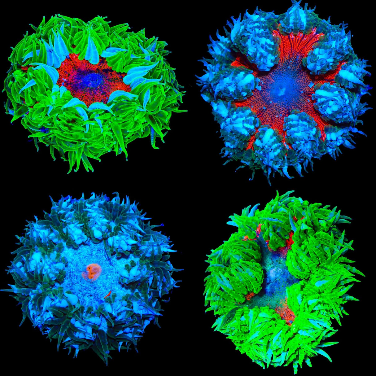 Rock Flower Anemone