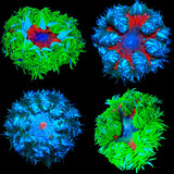 Rock Flower Anemone
