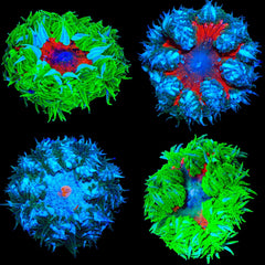 Rock Flower Anemone