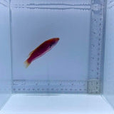 Rose Belly Wrasse