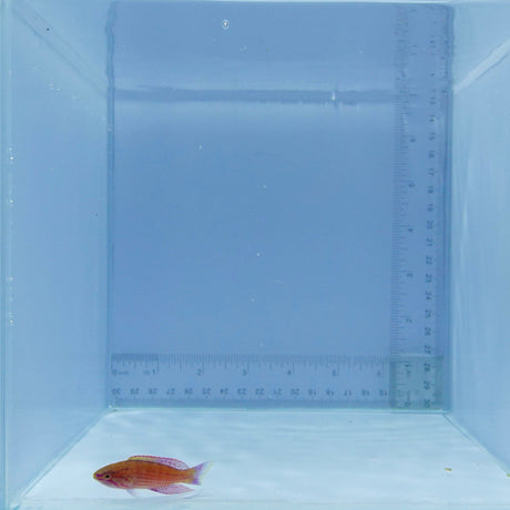 Royal Flasher Wrasse Fish