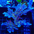 RR Aussie Gold Acropora Colony Coral