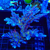 RR Aussie Gold Acropora Colony Coral