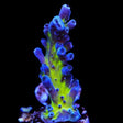 RR Aussie Gold Acropora Coral