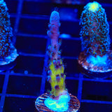 RR Aussie Gold Acropora Coral