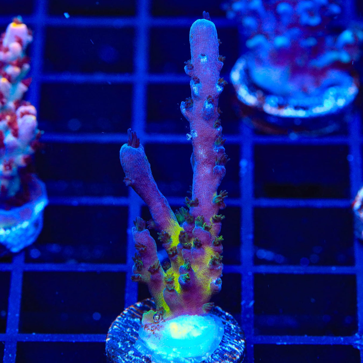 RR Aussie Gold Acropora Coral