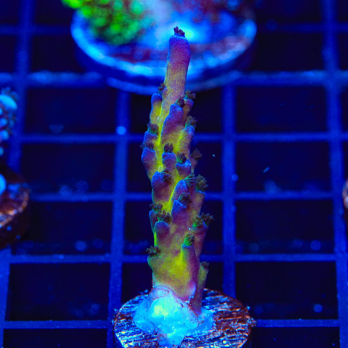 RR Aussie Gold Acropora Coral