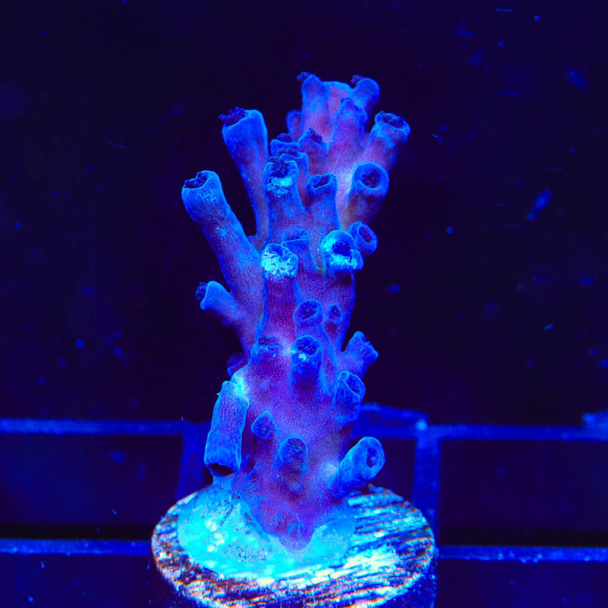 RR Aussie Gold Acropora Coral