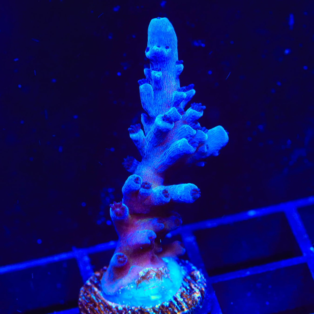 RR Aussie Gold Acropora Coral