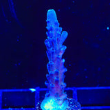 RR Aussie Gold Acropora Coral