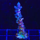 RR Aussie Gold Acropora Coral