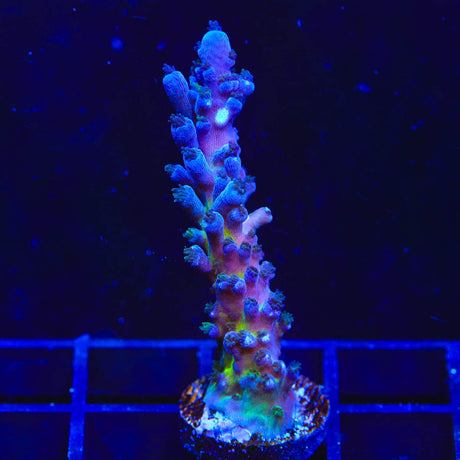 RR Aussie Gold Acropora Coral