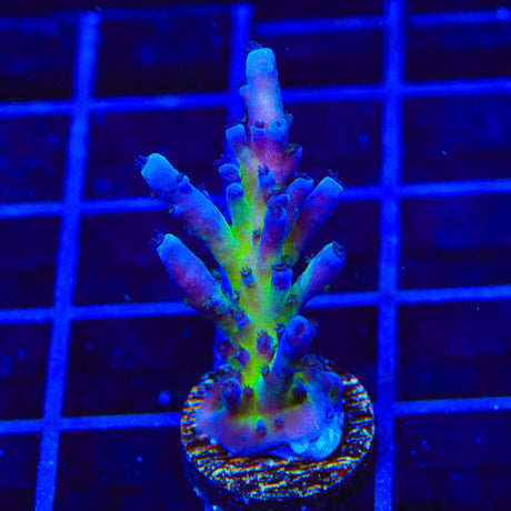 RR Aussie Gold Acropora Coral