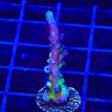 RR Aussie Gold Acropora Coral