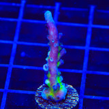 RR Aussie Gold Acropora Coral