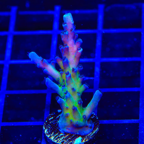 RR Aussie Gold Acropora Coral