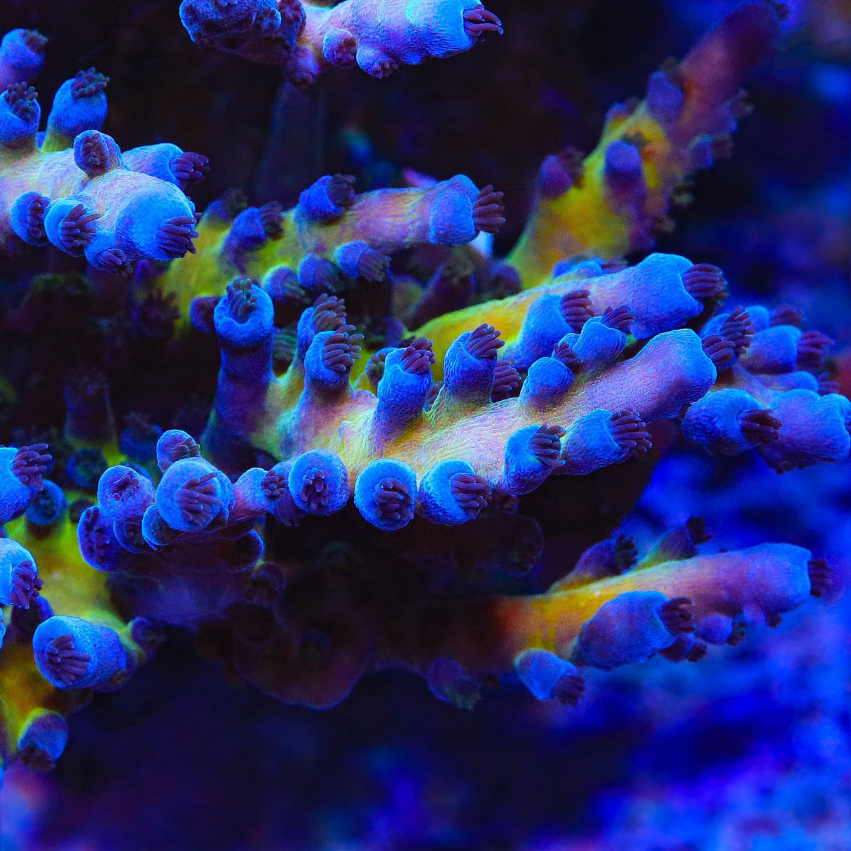 RR Aussie Gold Acropora Coral
