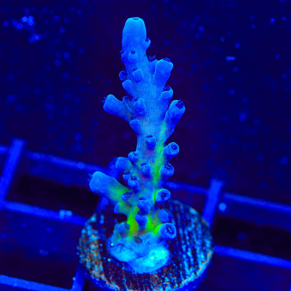 RR Aussie Gold Acropora Coral