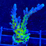RR Aussie Gold Acropora XL Frag Coral
