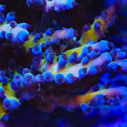 RR Aussie Gold Acropora Coral