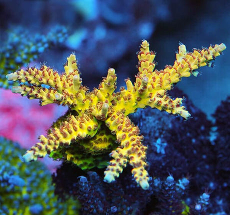 RR Bleeding Avenger's Acropora Coral